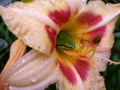 Frosch1030843.jpg