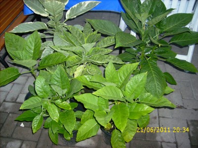 Garten 2011 024.jpg