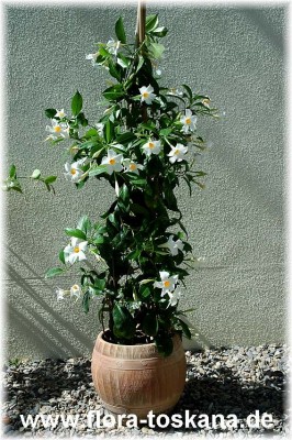 mandevilla_boliviensis_mab-207_2_-_230605.jpg