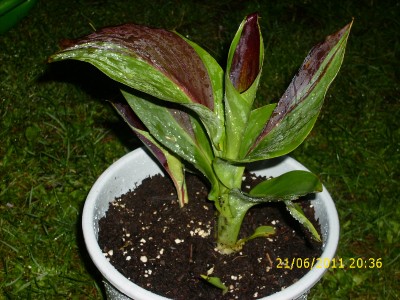 Garten 2011 026.jpg