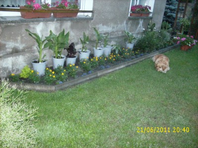 Garten 2011 031.jpg