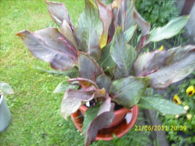 Garten 2011 029.jpg