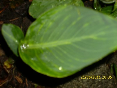 Garten 2011 025.jpg