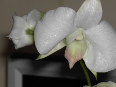 Dendrobium weiß - weißgrün halb (vordere Hälfte hellrosa) Juni 2011_3.JPG