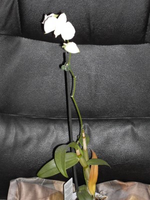 Dendrobium weiß - weißgrün halb (vordere Hälfte hellrosa) Juni 2011.JPG