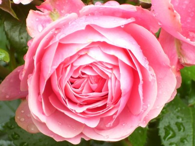 Rosenblüte.jpg