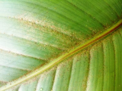 Bananenstaude: Hilfe bei Schdlingsbekmpfung  Pflanzenkrankheiten &  Schdlinge  GREEN24 Pflanzen & Garten Forum