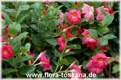 mandevilla_sanderi_3_-_100507.jpg