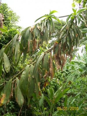Costus guanaiensis, 4.jpg