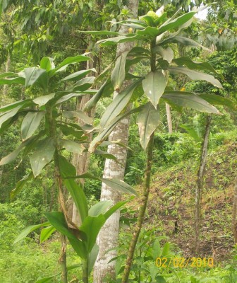Costus guanaiensis,  mit Blüte 1.jpg