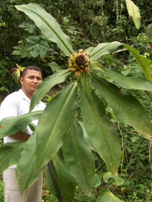 Costus guanaiensis,  b.jpg