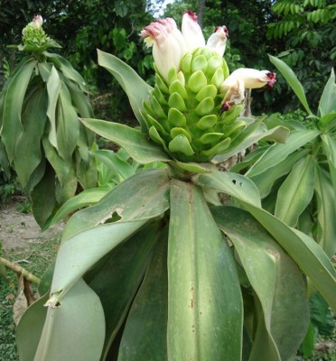 Costus sp. (Caña Agria), DSC03896, .JPG