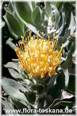 leucospermum_conocarpodendron_1_-_201005.jpg