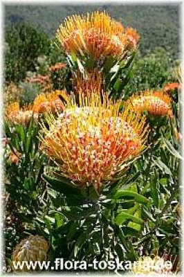leucospermum_erubescens_3_-_201005.jpg
