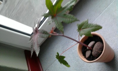 Foto0590.jpg