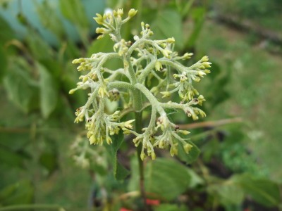 DSCF7721.JPG
