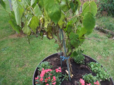 DSCF7719.JPG