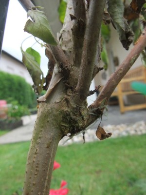 DSCF7718.JPG