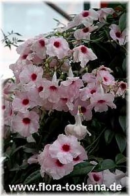 pandorea_jasminoides_1_-_120705.jpg
