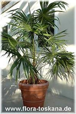 livistona_australis_8_-_111205.jpg