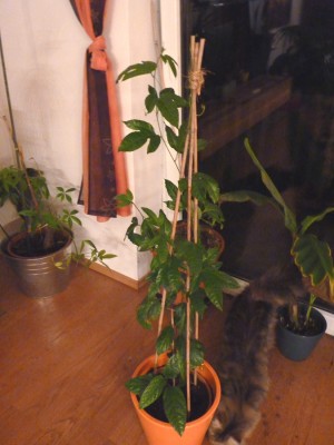 edulis-bruder.jpg