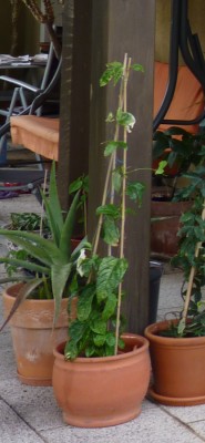 edulis-schwester.jpg