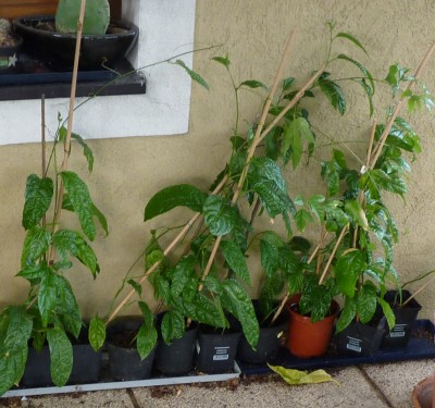 edulis-geschwister.jpg