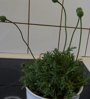P1000514 (2).jpg