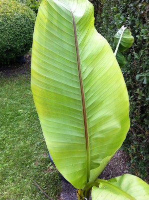 basjoo blatt.JPG