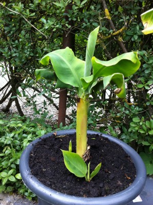 musa accuminata.JPG
