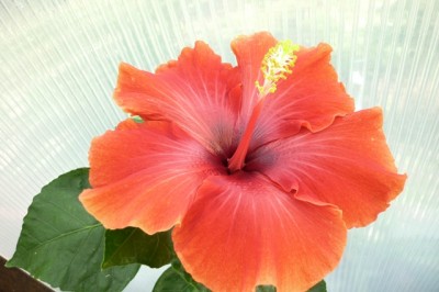 hibiskus 2011 064.jpg