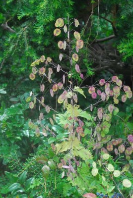 Sommerblumsches 021yy.jpg