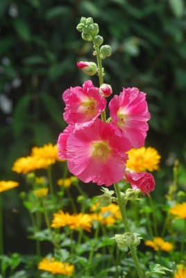 Sommerblumsches 018yy.jpg