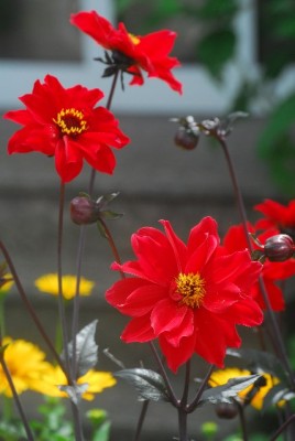 Sommerblumsches 019yy.jpg