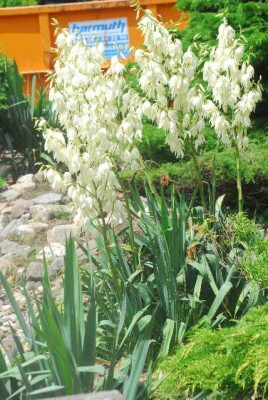 Sommerblumsches 017yy.jpg