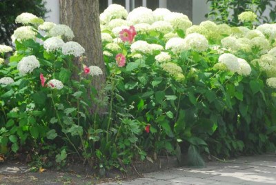 Sommerblumsches 014yy.jpg