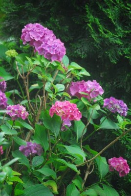 Sommerblumsches 013yy.jpg