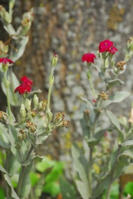 Sommerblumsches 011yy.jpg