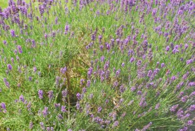 Sommerblumsches 044yy.jpg