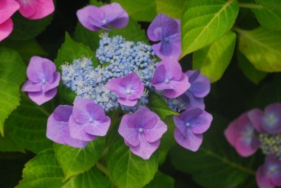 Sommerblumsches 043yy.jpg