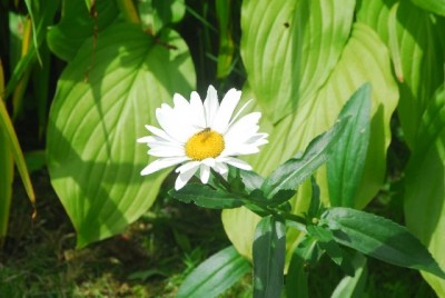 Sommerblumsches 041yy.jpg
