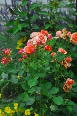 Sommerblumsches 035yy.jpg