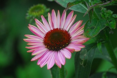 Sommerblumsches 031yy.jpg