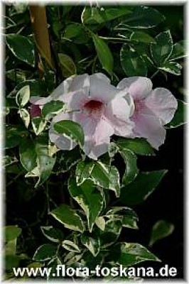 pandorea_jasminoides_4_-_120705.jpg