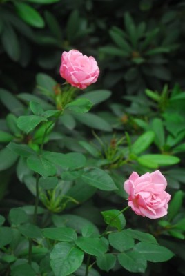 Sommerblumsches 027yy.jpg