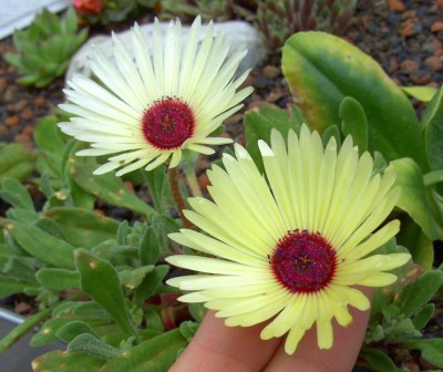 Mittagsblumen2033.jpg