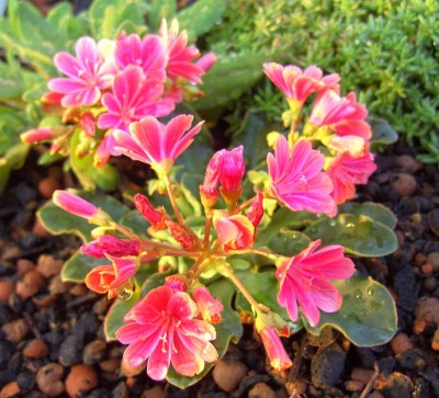 Lewisia1820.jpg