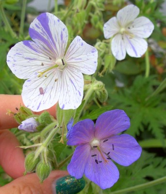 Geranium_pratenseSplishSplash1656.jpg