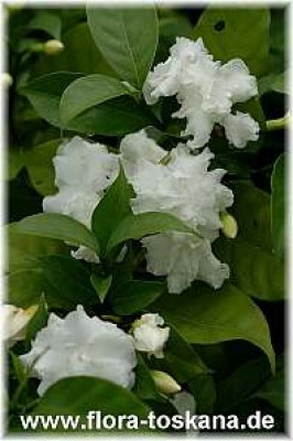 tabernaemontane_divaricata_2_-_150507.jpg