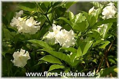 tabernaemontana_divaricata_2_-_150707.jpg